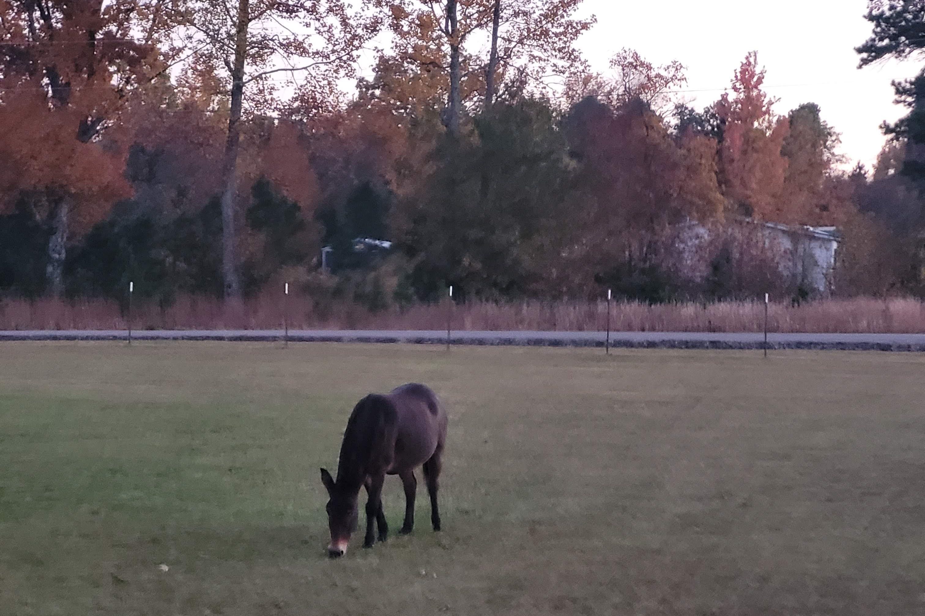 Mule grazing in front of our campground