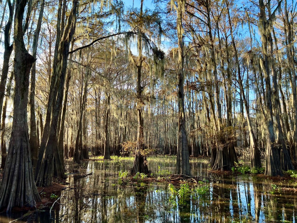 Bald cypress trees Louisiana